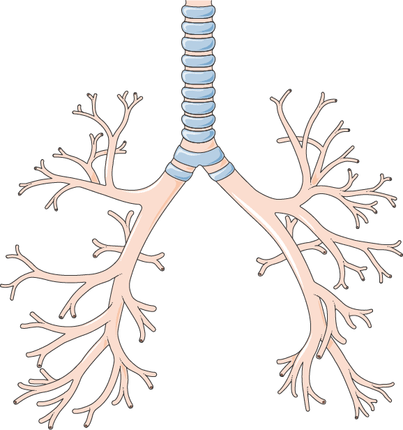 Illustration of the human bronchial tree — the anatomical target of the Resector Balloon (Servier Medical Art, CC BY 4.0)